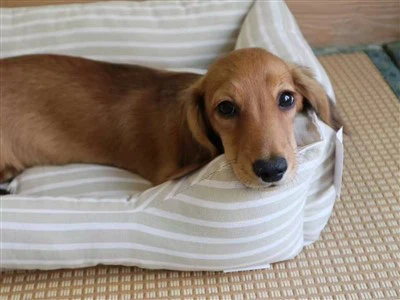 Paxta it uchun to'shak